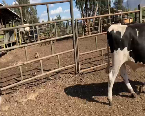 Lote 23 Novillo Engorda en Melipilla, Región Metropolitana