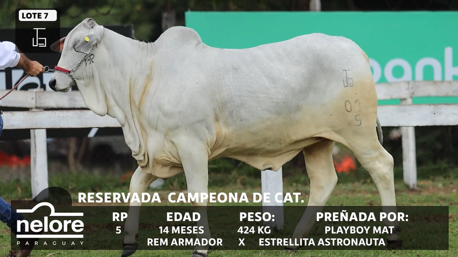 Lote LOTE 7 - BOZAL