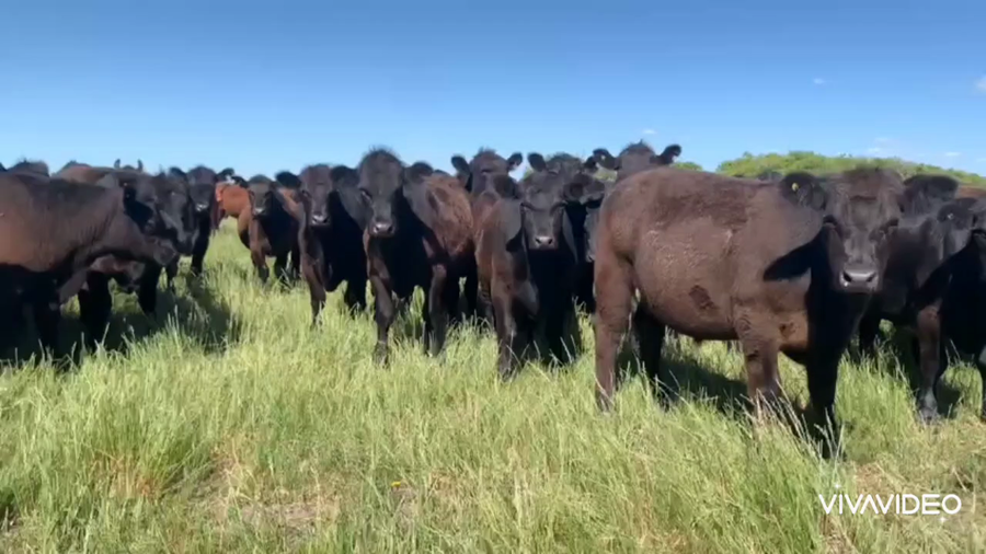 Lote 700 Novillitos en Dolores, Buenos Aires