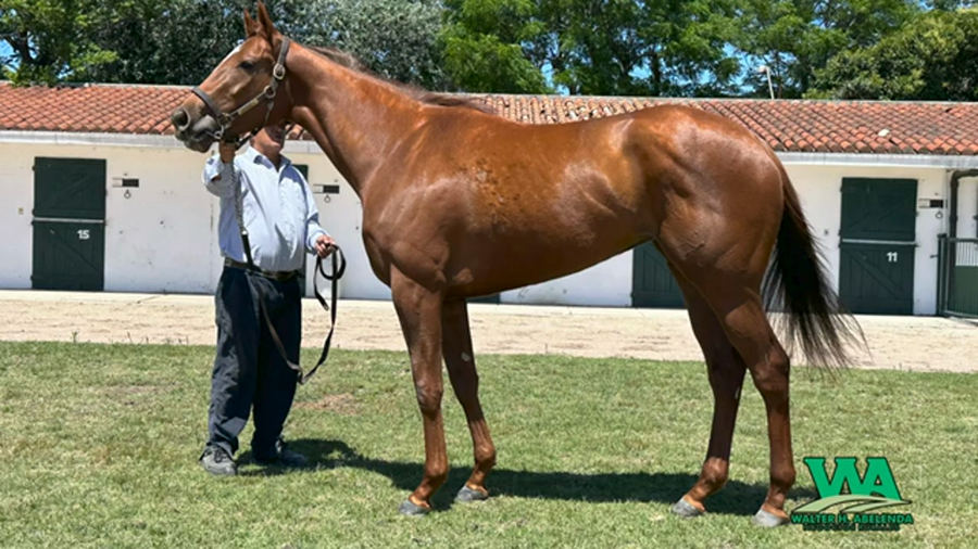 Lote DESACTIVADA ZUN