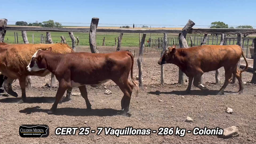 Lote 7 Vaquillonas 1 a 2 años en La Horqueta, Colonia