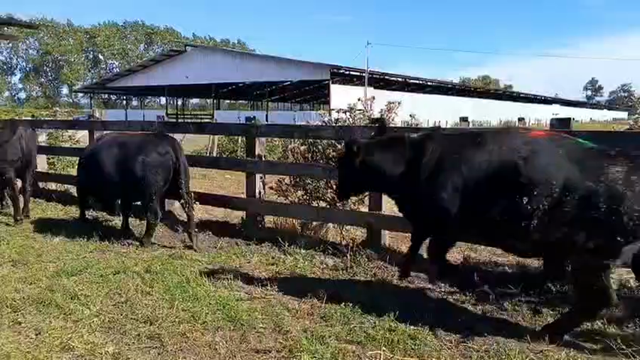 Lote 20 Vaquilla Gorda en Los Lagos, XIV Región Los Ríos