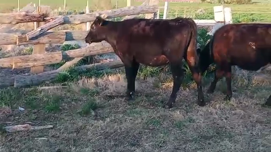 Lote 3 Vaquillonas 1 a 2 años ANGUS a remate en PANTALLA CAMY - SAN JOSE  1500 VACUNOS 250kg - , San José