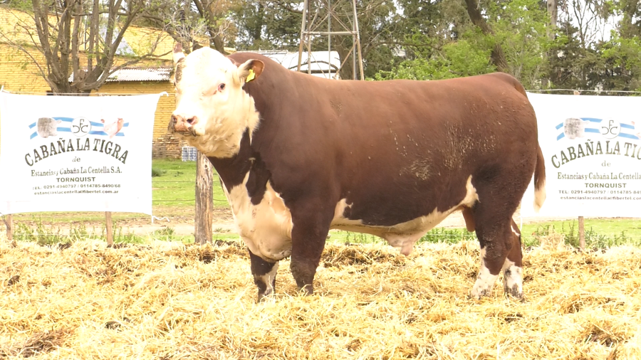 Lote MACHOS POLLED HEREFORD  PUROS DE PEDIGREE
