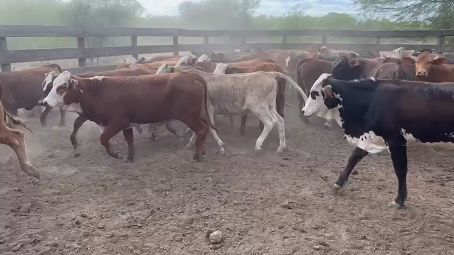 Lote 100 Terneras en Juan José Castelli, Chaco