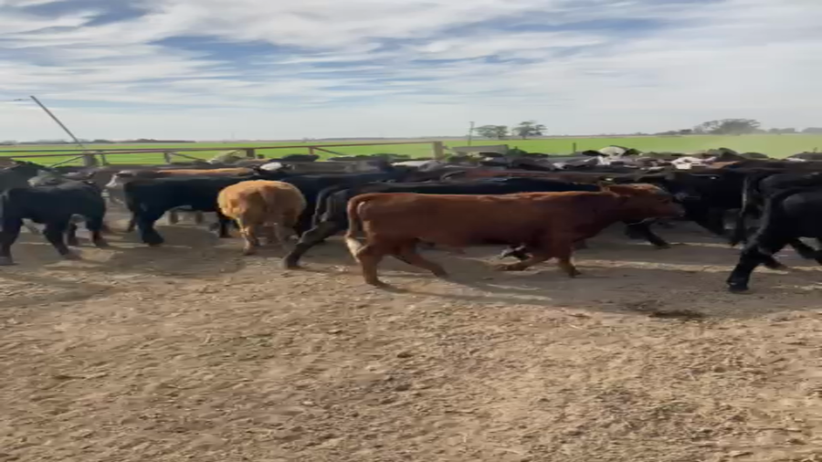 Lote 75 Terneras y 25 Terneros Angus y Brangus en Nelson, Santa Fe