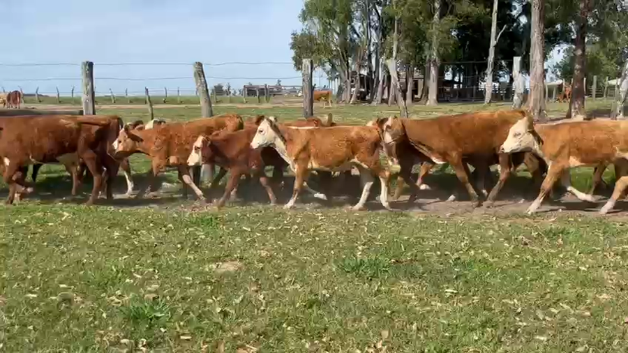 Lote 148 Terneros/as en Corrientes, Paso de Los Libres
