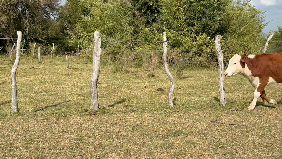Lote 72 Terneros/as
