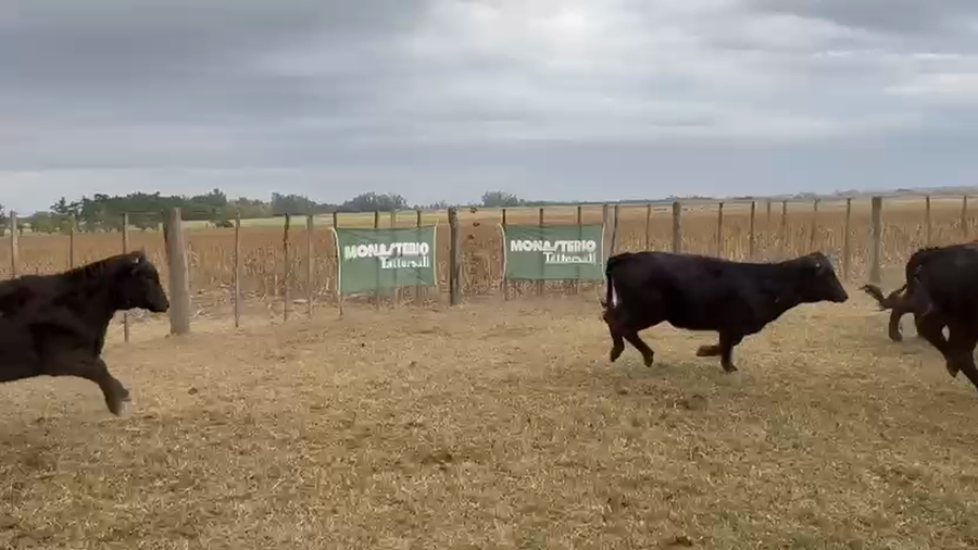 Lote 42 Terneras en Capitán Sarmiento