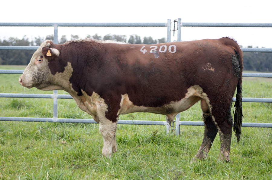 Lote POLLED HEREFORD