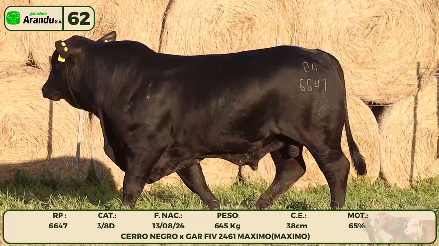 Lote LOTE 62