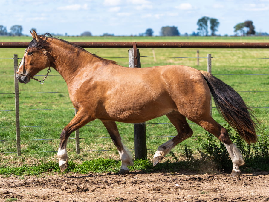 Lote Yanca Discreta