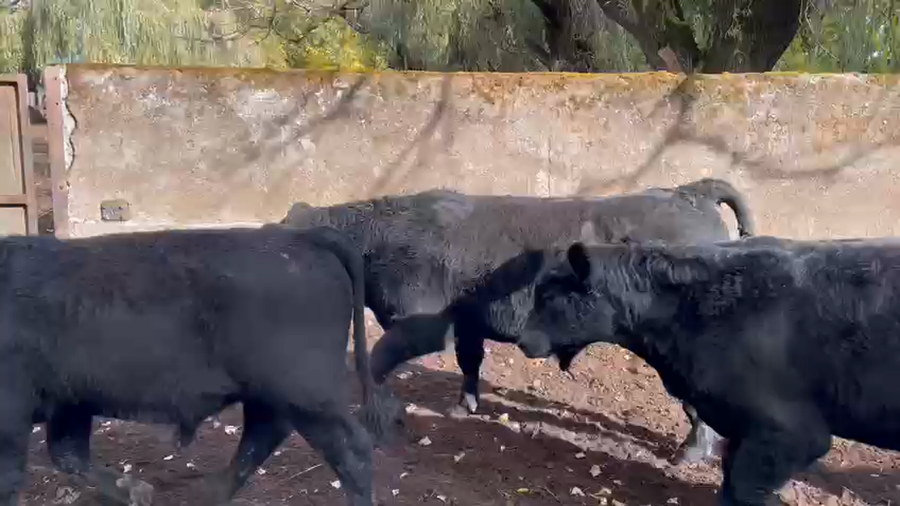 Lote 75 Ternero en Los Ángeles, VIII Región Biobío