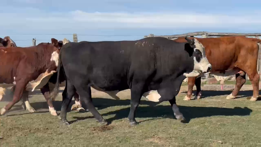 Lote 18 Toros en Corrientes, Paso de Los Libres