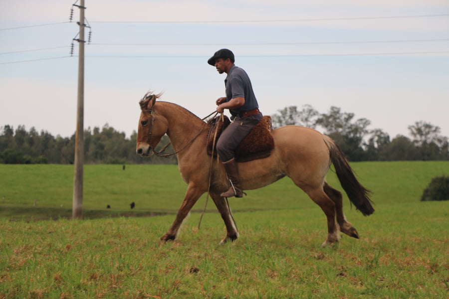 Lote SANTA GLORIA SIDRA