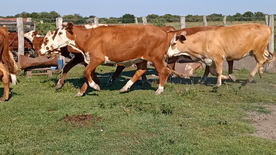 Lote 14 Novillitos