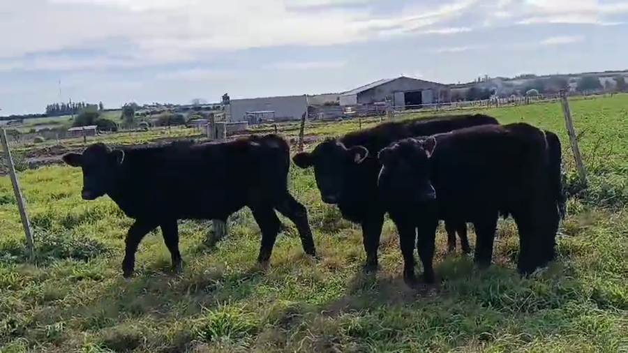 Lote 4 Novillos Cruzas Angus a remate en Pantalla Camy en Ruta 11 Km 129