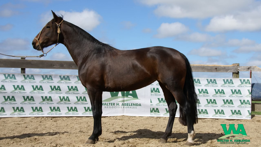 Lote AVERIAS ESPUELA III