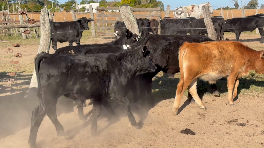 Lote 40 Terneros/as