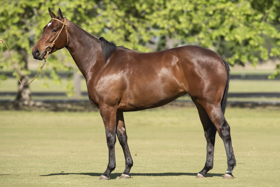 Lote TAITA LINDERA - T/E (OPEN ILUMINADO - DOLFINA FRONTIER)