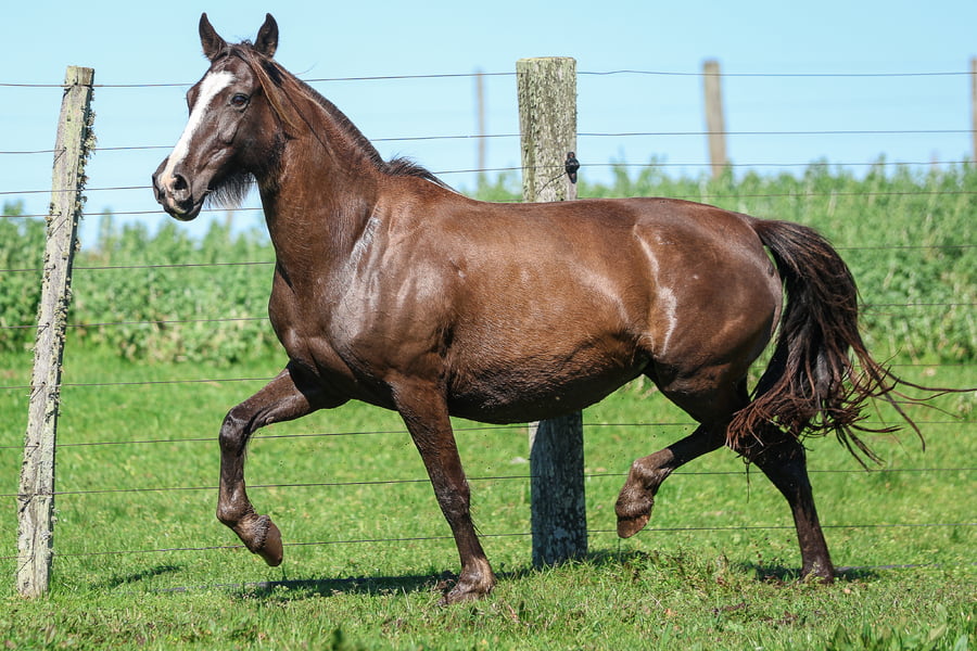 Lote SANTA INES CIGANA