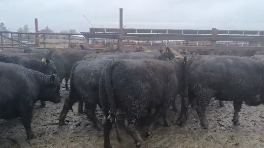 Lote 20 Vaquilla Gorda en Los Ángeles, VIII Región Biobío