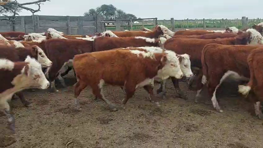 Lote 110 Terneros La Paz - Entre Rios
