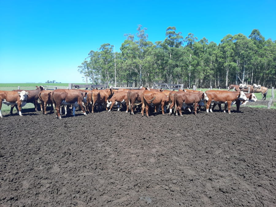 Lote SAENZ VALIENTE, BULLRICH Y Cia. S.A.