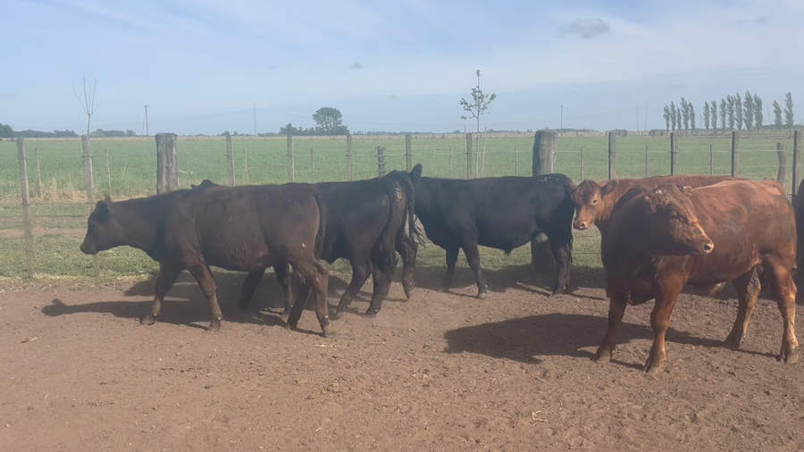 Lote 61 Novillos en Buenos Aires, Ranchos