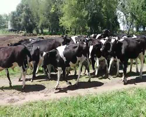 Lote (Vendido)23 Terneros HO 240kg -  en SAN PEDRO