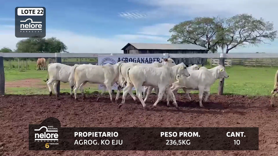 Lote LOTE 22