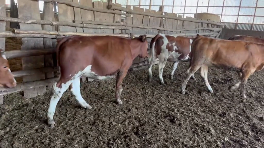 Lote 50 Vaquilla Engorda en San Carlos, XVI Región Ñuble