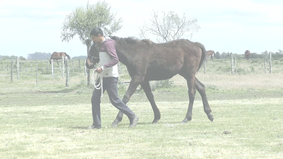 Lote SANDY RYE (SANDINO RULER -  RABIOSA RYE)