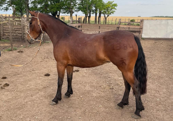 Lote PACIFICA 1584