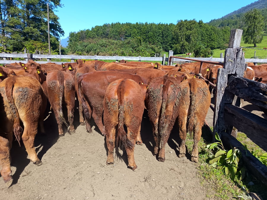 Lote 50 Vaquilla Engorda en Futrono, XIV Región Los Ríos
