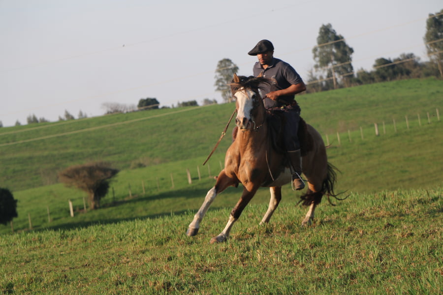 Lote LLAMARADA DEL CONVENTOS