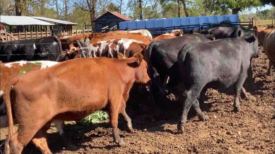 Lote 26 Vaquilla Engorda en Frutillar, X Región Los Lagos