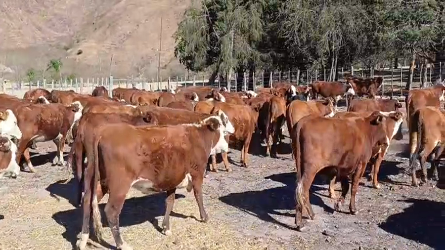 Lote 55 Vaquillonas preñadas