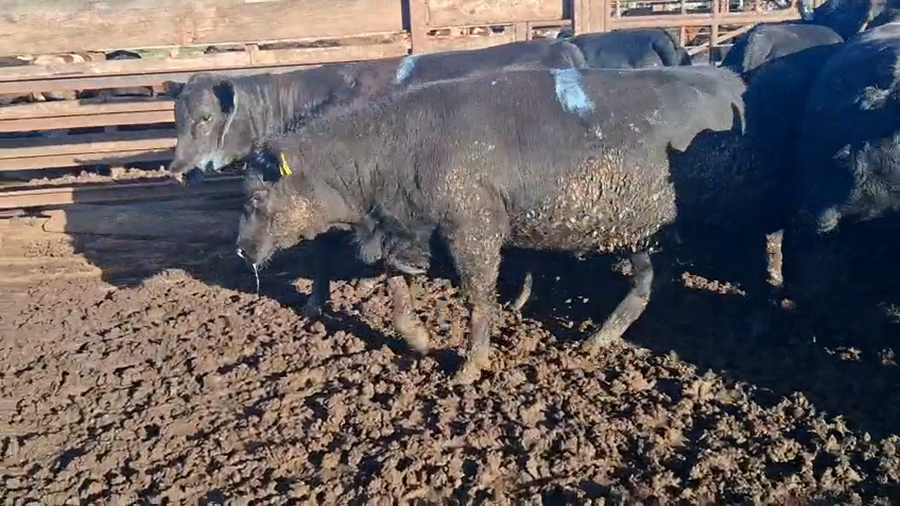 Lote 20 Vaquilla Gorda en Los Ángeles, VIII Región Biobío