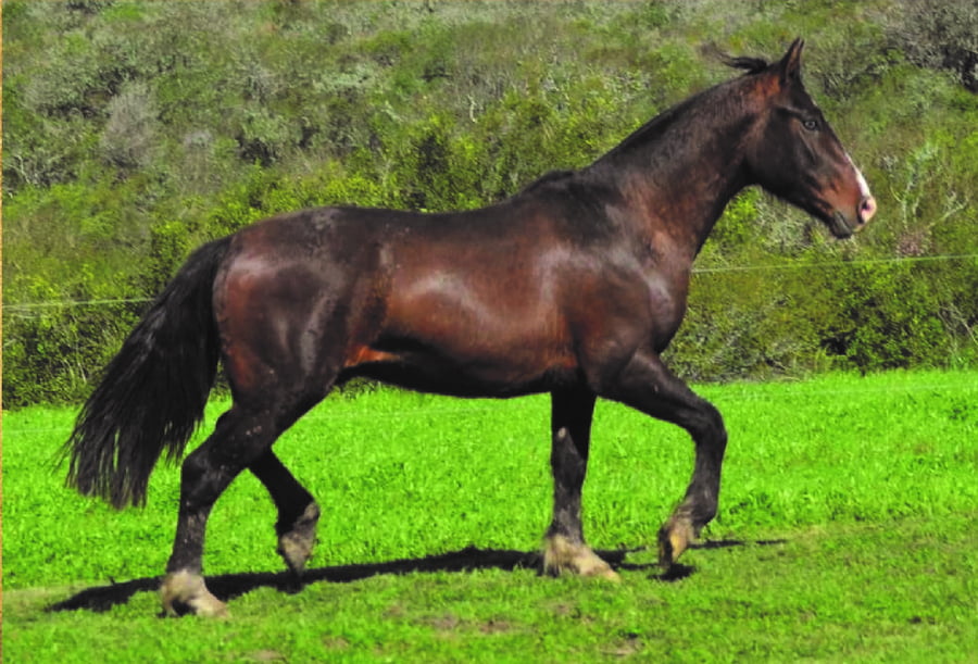 Lote RP 115 - PIRAÍ BASILIO DO 58