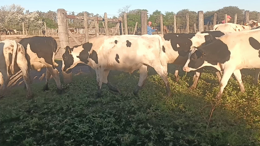 Lote 20 Terneros Holando Argentino en Luis Palacios, Santa Fe