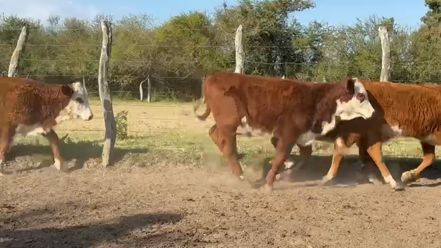 Lote 165 Terneras