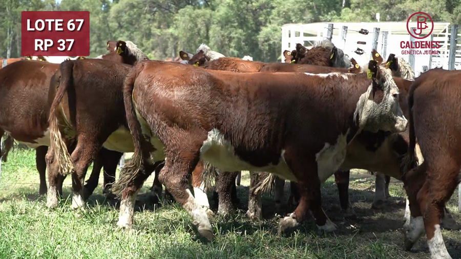 Lote VAQUILLONAS PREÑADAS PR Hereford  -PARICION OTOÑO 2026-