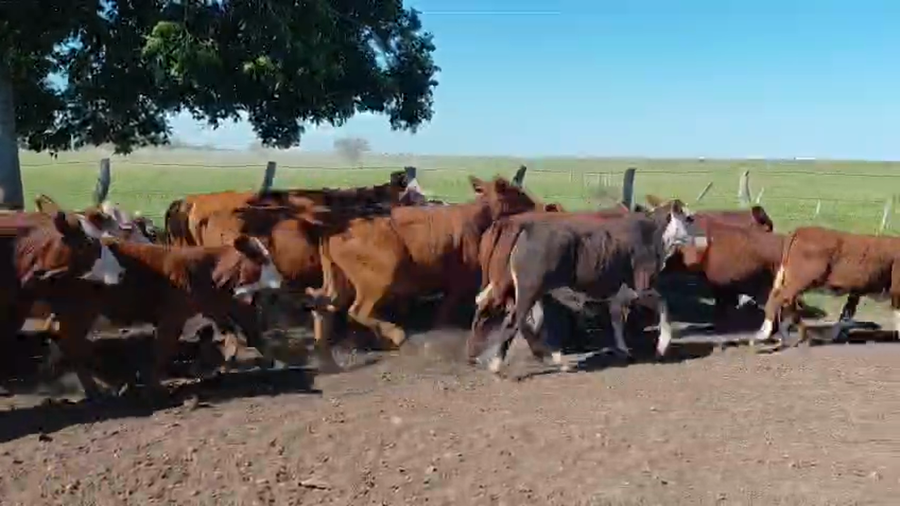 Lote 120 Terneros en Corrientes, Mercedes