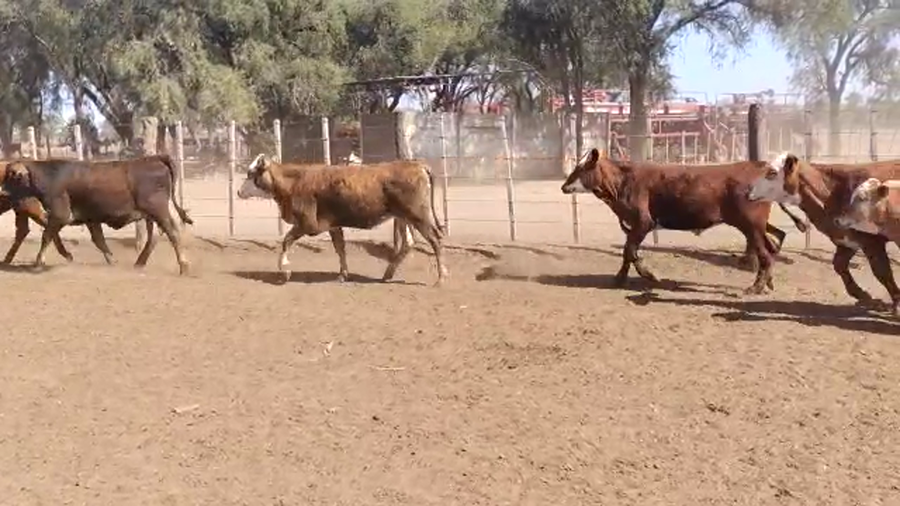 Lote 60 Terneras en Quimilí, Santiago del Estero