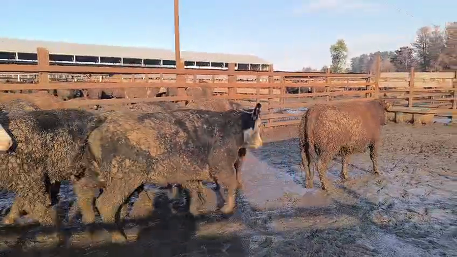 Lote 20 Vaquilla Gorda en Los Ángeles, VIII Región Biobío