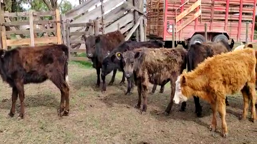 Lote 22 Terneros/as en Gral. Lamadrid, Buenos Aires