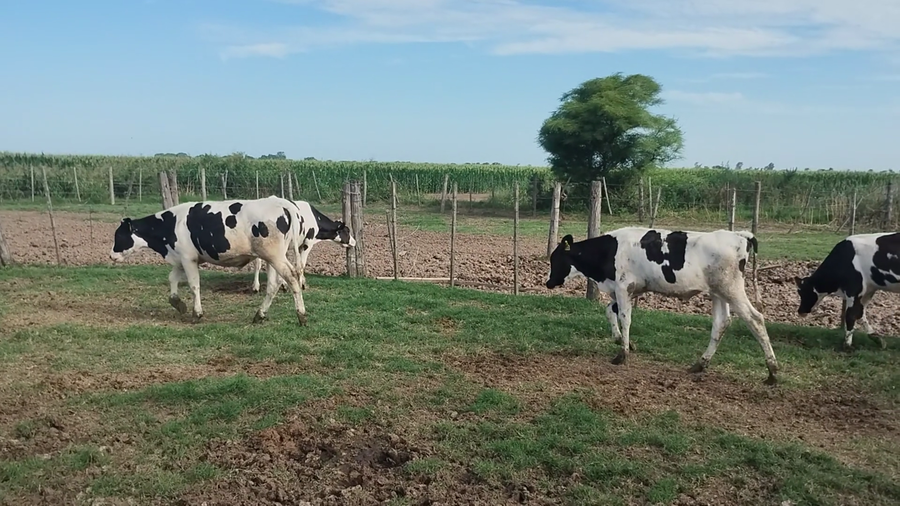 Lote 40 Terneros Holando Argentino en Porteña, Córdoba