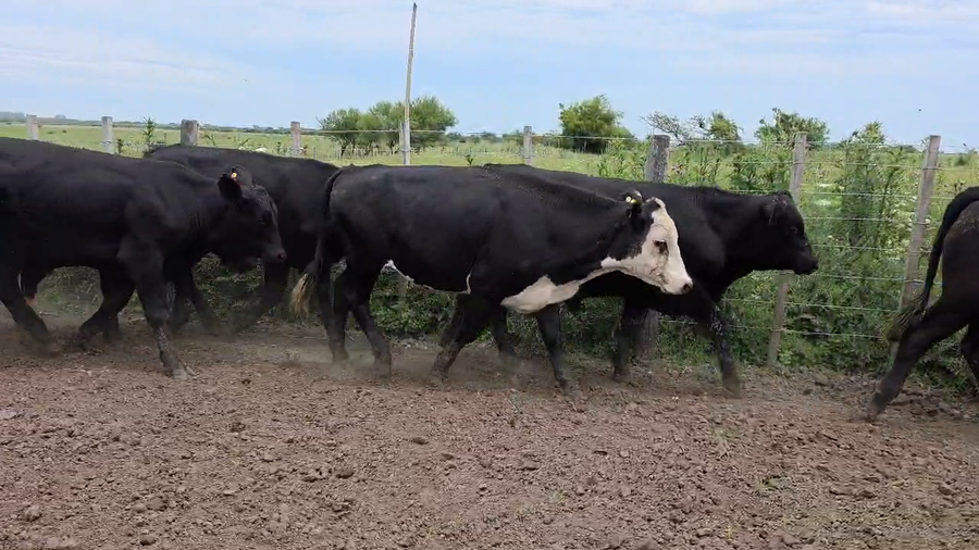 Lote 42 Novillitos en Entre Ríos, Gualeguay