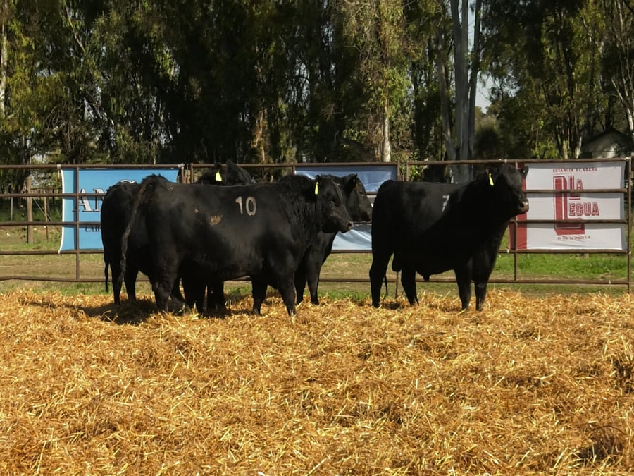 Lote TOROS ANGUS NEGROS PC